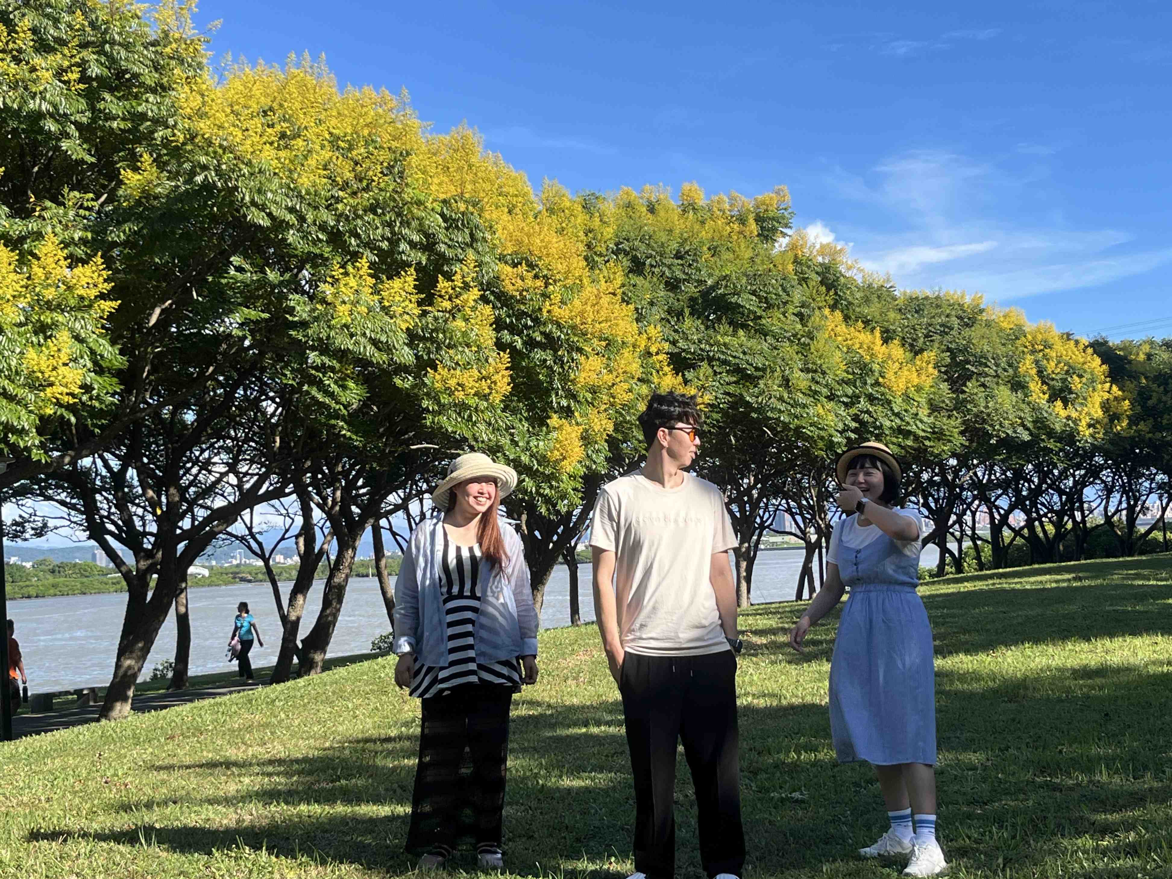 金黃臺灣欒樹渲染新北河濱   浪漫美景正盛放...