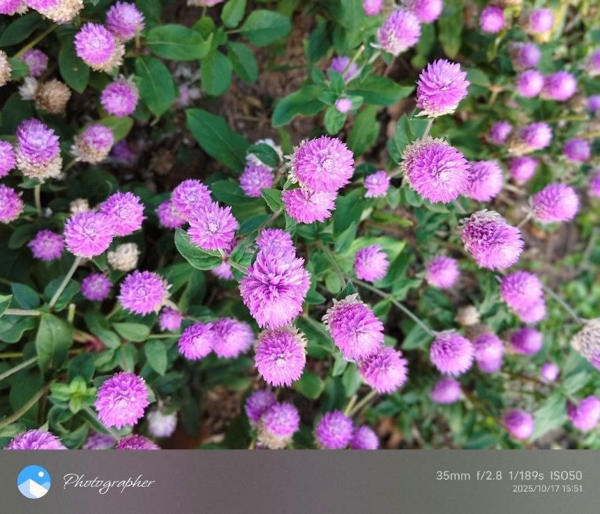 小名圓仔花  臺北市街道千日紅遠觀近看兩相宜 