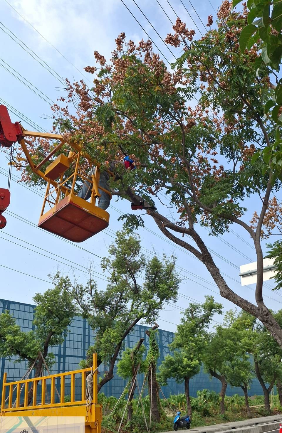 颱風來襲   高市公園處強化護樹防颱準備...