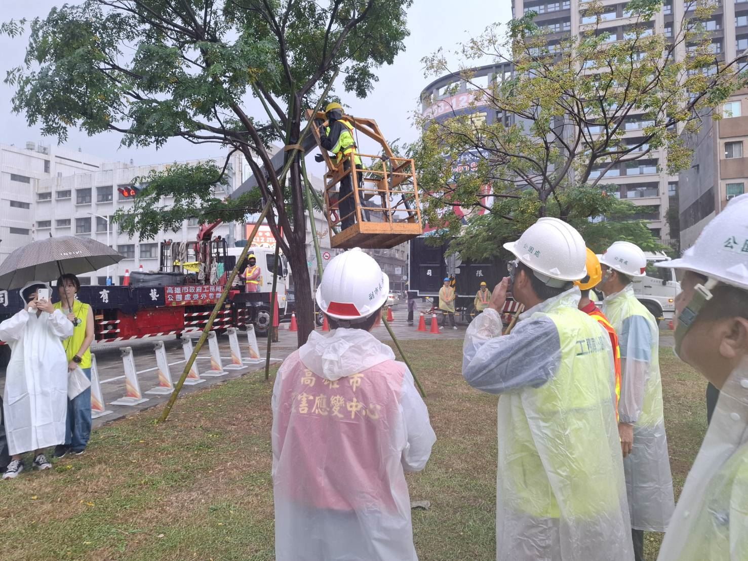 鳳凰颱風來襲　林欽榮副市長加強督導路樹安全...