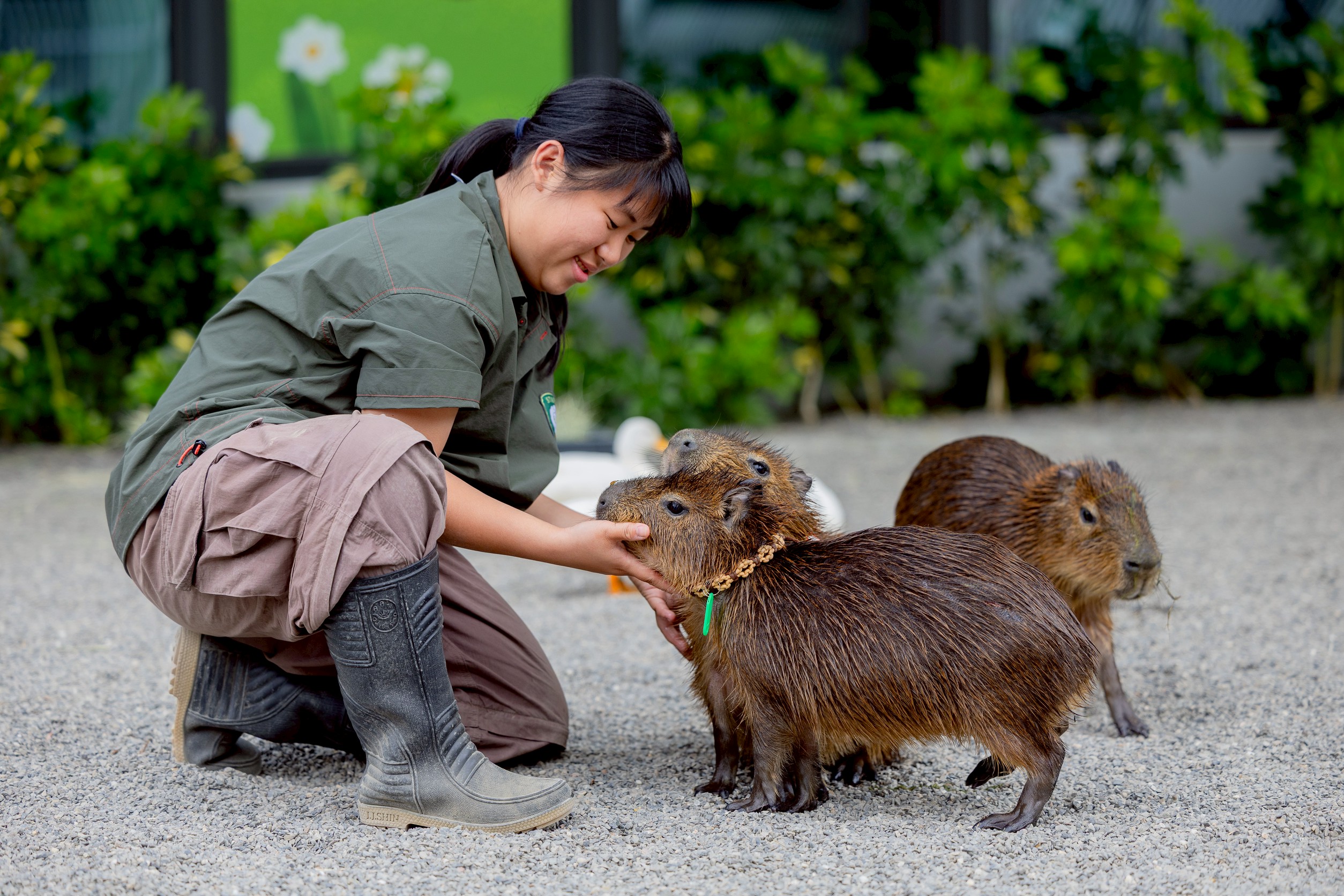 高雄內門「野森動物學校」 獲社福團體及獸醫師公會肯定 ...