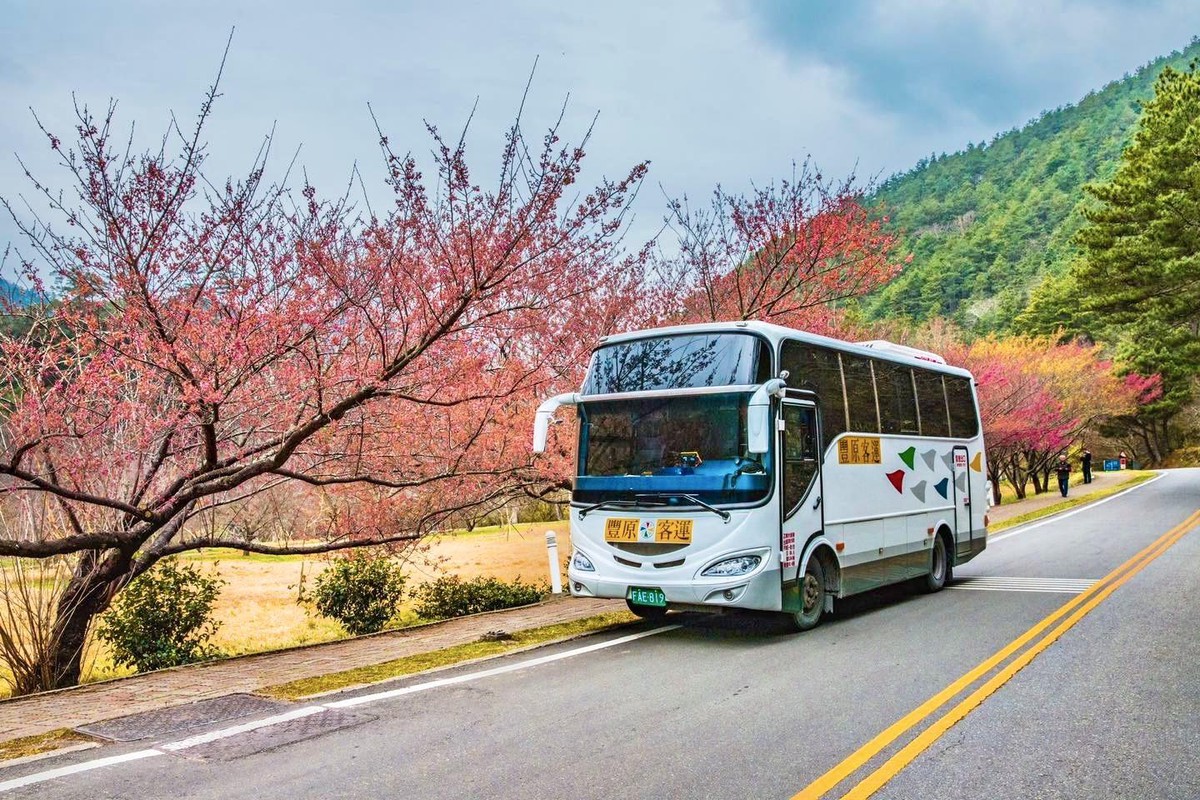 中市府推賞櫻專車 武陵櫻花季2/13浪漫登場！...