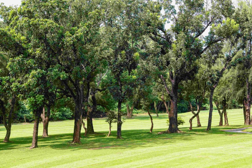 春天帶回家  果嶺自然公園3/8婦女節贈苗展現「她魅力」...