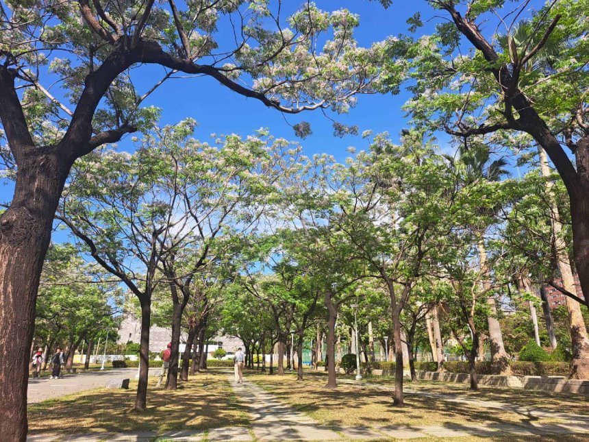 楝花紫雪輕飛揚  妝點春日城市風景...