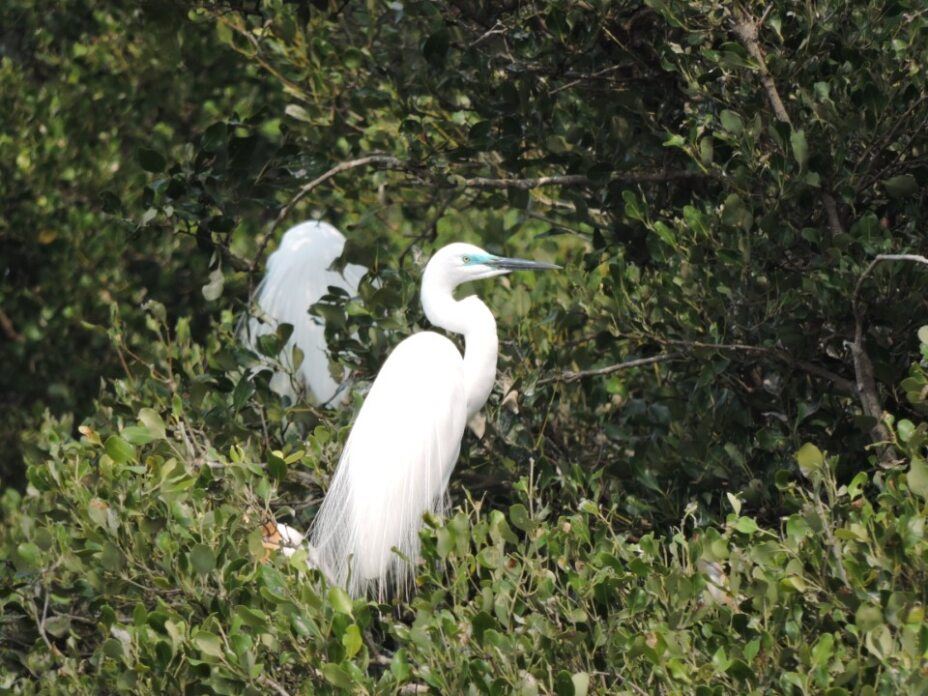 春天限定浪漫 看鷺科鳥類銜枝定情 共築援中港春日情歌...