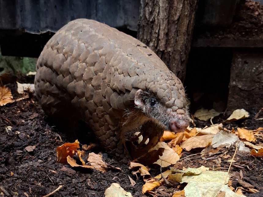北市動物園穿山甲「果寶」  移居德國法蘭克福動物園...