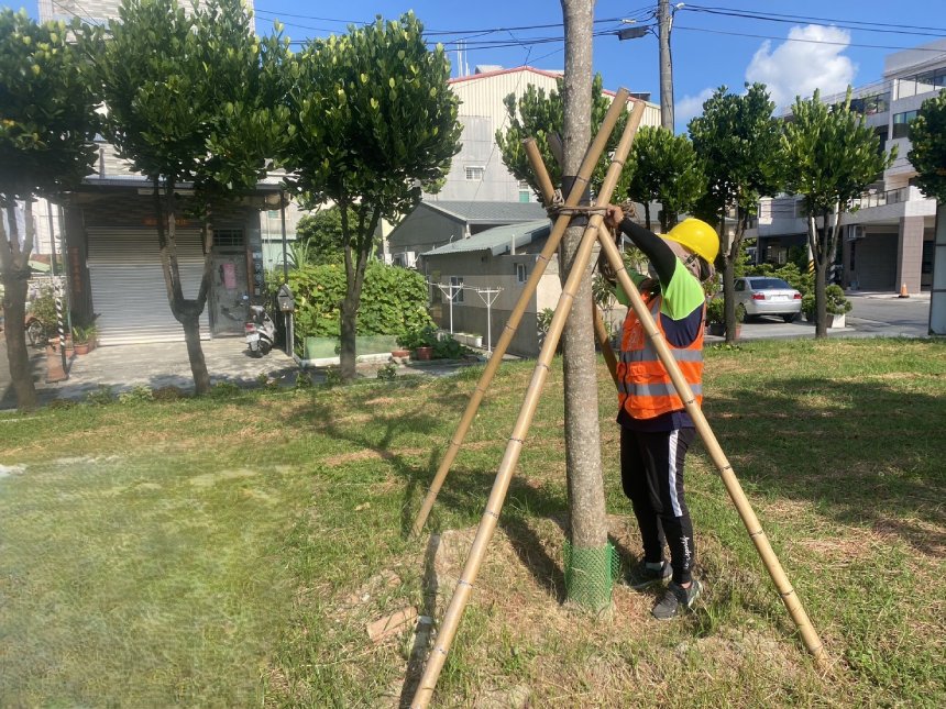 巴威颱風來勢洶洶  高市公園處強化護樹防颱準備...