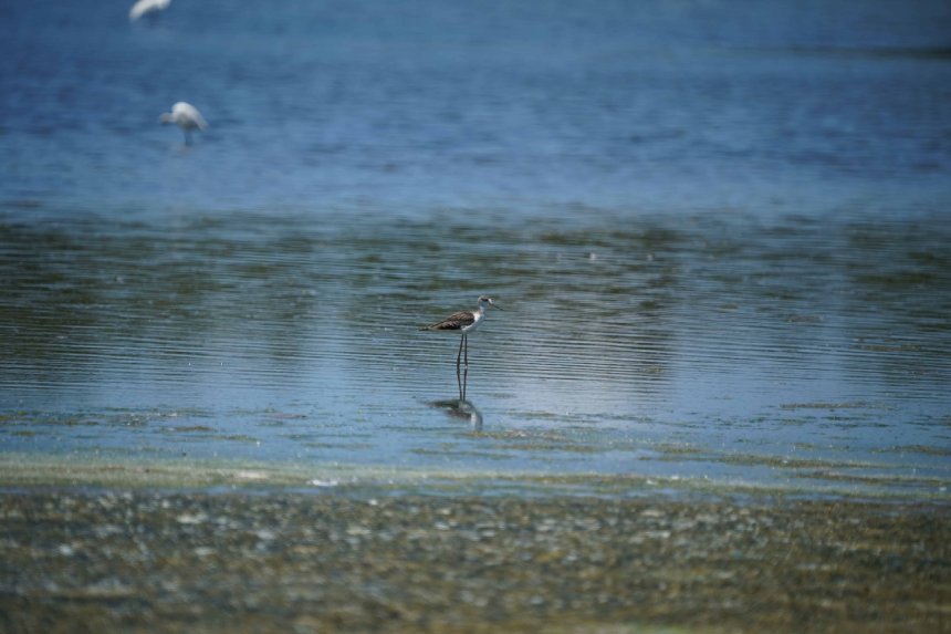 鳥界超模登場  永安濕地高蹺鴴育雛萌樣吸睛...