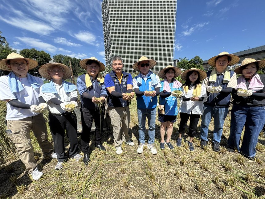 台北最大食農教育基地水稻田  迎來豐收...