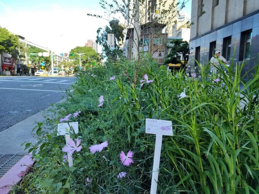 最佳綠化搭檔聯手打破格式  北市街角原生花卉接地氣...