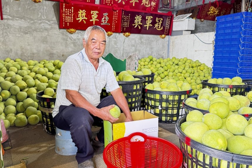 新北市文旦柚評鑑揭曉  八里區李春益獲特等獎與甜柚王...