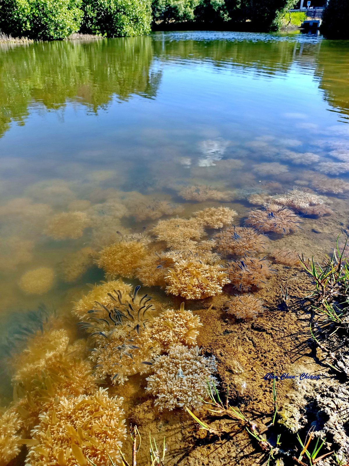 林園海洋濕地公園落實向海